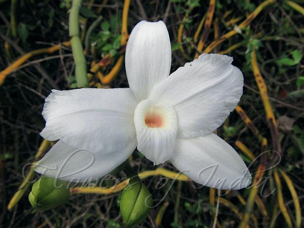 Indian Vanilla Creeper